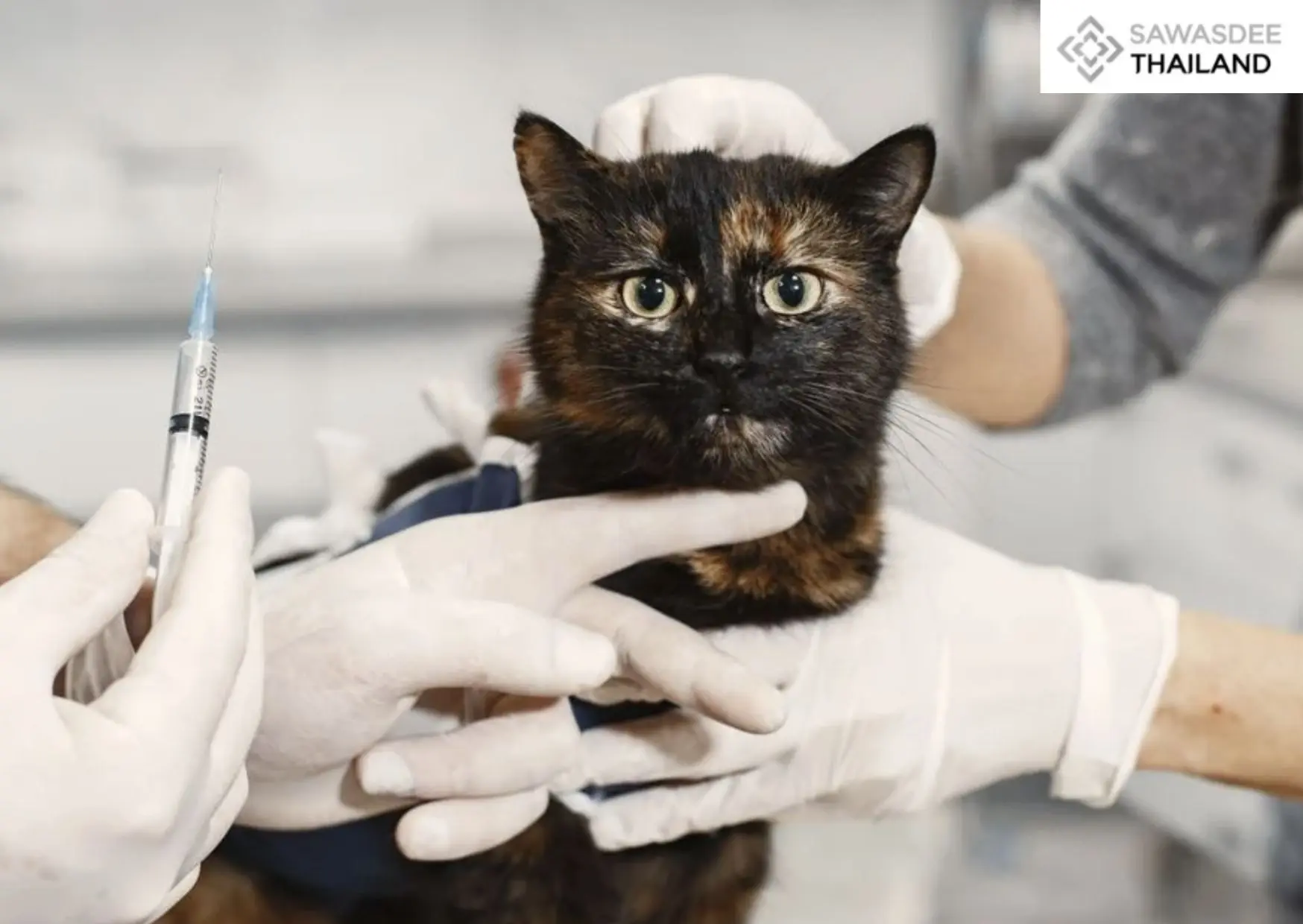 Bangkok Offers Free Pet Microc...