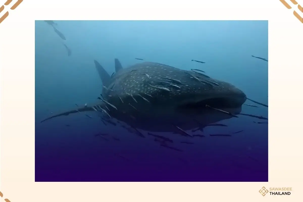 Whale Shark Sightings Reflect...