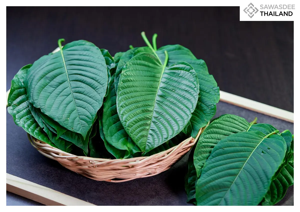 Thailand Drives Kratom Towards Global Herbal Innovation Economy
