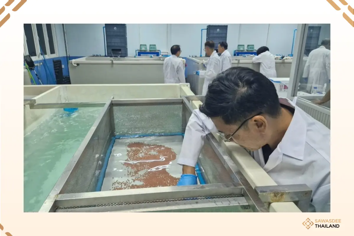 Kasetsart University has succe...