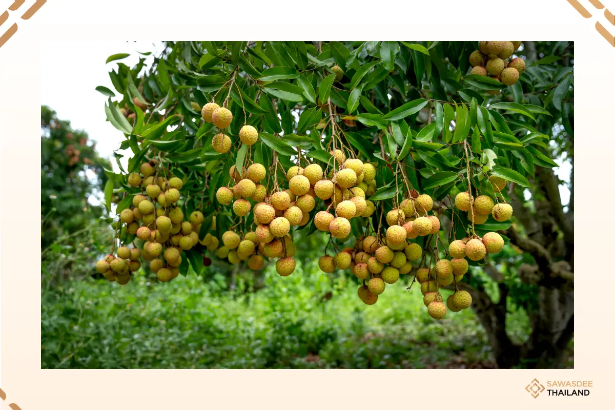 Thailand Strengthens Fruit Tra...